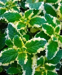 Саджанець Agro-Market М'ята Запашна Variegata (контейнер Р9) (48503) (Корневище) 1 шт. в упаковці - мініатюра 2