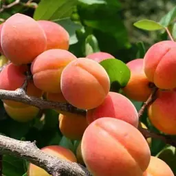 Саджанець Agro-Market Абрикос Червонощокий (літній сорт, ранній термін дозрівання) 1 шт. в упаковці (15753) - мініатюра 3