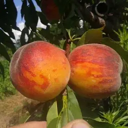 Саджанець Agro-Market Персик Ред Хевен (літній сорт, середній термін дозрівання) 1 шт. в упаковці (17585) - мініатюра 4