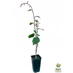Саджанець Agro-Market Ківі самозапильний Генріх укорінений у контейнері (саджанець 2 роки) (153305) 1 шт. - мініатюра 2