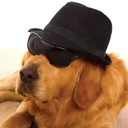 Dogs Gone Bad - Рассел Джек - мініатюра 4