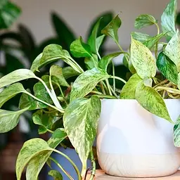 Епіпремнум  Agro-Market Marble Queen 20-30 см (186891) 1 саджанець в упаковці кімнатний