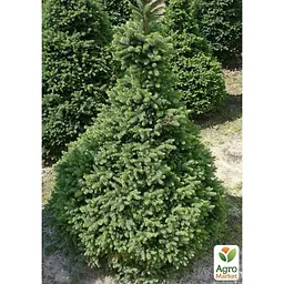 Саджанець Agro-Market Ялина звичайна Will's Zwerg C2, висота 15-20 см (176880) - мініатюра 2
