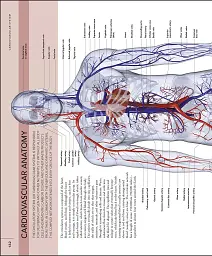 The Human Body Book - мініатюра 8
