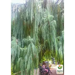 Саджанець Agro-Market Кипарис Кашмірський (Cupressus Cashmeriana) контейнер Р9 (49257) - мініатюра 2