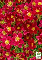 Саджанець Agro-Market Ломикамень Арендса Highlander Red (179317) - мініатюра 3