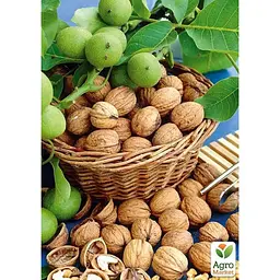 Саджанець Agro-Market Горіх волоський щеплений Walnut висота 90-100см (181251) - мініатюра 2
