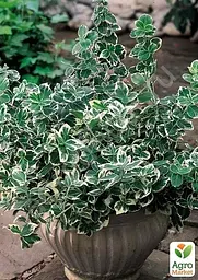 Саджанець Agro-Market Бересклет Форчуна 2-х річний Emerald Gaiety (висота 20-40см) (114816) - мініатюра 3