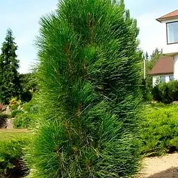 Сосна чорна Agro-Market Green Tower С15 висота 90-100 см 188143 1 саджанець в упаковці