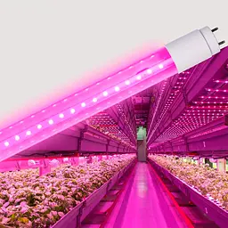 Лампа Videx LED FITO T8F  9W 0.6M (VL-T8F-0906B) - мініатюра 5