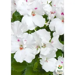 Саджанець Agro-Market Пеларгонія Королівська Aristo Snow (контейнер № 10 висота 10-20 см) (49113) 1 шт. в упаковці - мініатюра 3