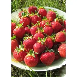 Саджанець Agro-Market Полуниця Флорін (Florin) 5шт (ремонтантний сорт) (44702) - мініатюра 4
