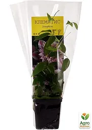 Саджанець Agro-Market Клематис Josephine (15846) - мініатюра 2
