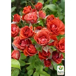 Троянда дрібноквіткова (спрей) Agro-Market Міджет саджанець класу АА+ вищий сорт 1 шт. в упаковці (178128) - мініатюра 2