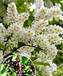 Черемха блискучо-чорна Аромат щастя (The fragrance of happiness) (преміальний високоврожайний сорт, на джем) Agro-Market 1 саджанець в упаковці (48177) - мініатюра 2