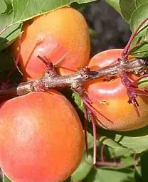 Саджанець Agro-Market Абрикос Оранж ред (літній сорт, середній термін дозрівання) (35990) 1 шт. в упаковці - мініатюра 2