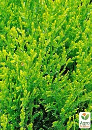 Саджанець Agro-Market Туя східна Aurea Nana С2 висота 25-30 см 1 шт. в упаковці (176867) - мініатюра 3