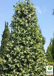 Саджанець Agro-Market Падуб гостролистий (Ilex aquifolium) вазон Р9 (178885) - мініатюра 6