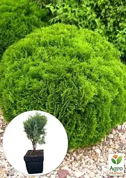 Саджанець Agro-Market Туя західна 4-річна Danica (Thuja occidentalis) С3 висота 20-30 см 1 шт. в упаковці (116266) - мініатюра 2