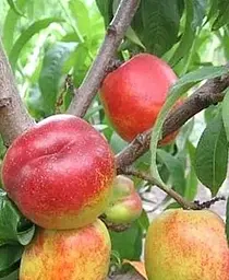 Саджанець Agro-Market Нектарин Рубіновий (лисий персик, літній сорт, середній термін дозрівання) (15918) 1 шт. в упаковці - мініатюра 5