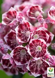 Саджанець Agro-Market Кальмія latifolia Kaleidoscope 1 шт. в упаковці (182203) - мініатюра 2