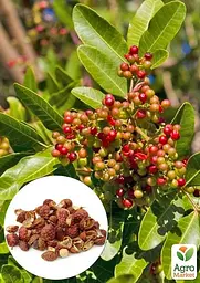 Саджанець Agro-Market Сичуанський перець Zanthoxylum (перцеве дерево) 10 см 1 шт. в упаковці (90555) - мініатюра 2