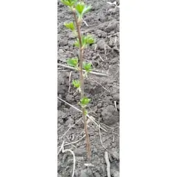 Саджанець Agro-Market Смородина чорна Чорний Бумер (ранній термін дозрівання, смак один з кращих серед великоплідних) 1 шт. в упаковці (17544) - мініатюра 5