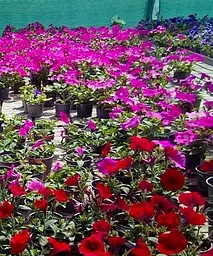 Сурфінія Double Cascade Orchid Mist (контейнер №10 висота 10-15 см) Agro-Market 1 саджанець в упаковці (48007) - мініатюра 2