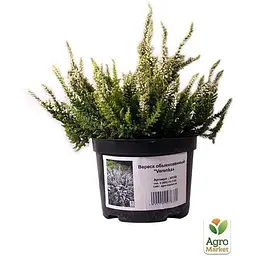 Саджанець Agro-Market Верес вічнозелений Verenka (44146) 1 шт. в упаковці - мініатюра 4