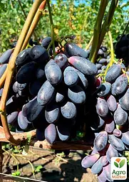 Саджанець Agro-Market Виноград Комета (середній термін дозрівання, солодкий, соковитий) 1 шт. в пакуванні (178646) - мініатюра 2
