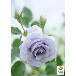Троянда флорибунда Agro-Market Turn Blue саджанець класу АА+ вищий сорт 1 шт. в упаковці (181185) - мініатюра 2