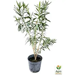 Саджанець Agro-Market Олеандр білий Soeur Agnes С10 висота 130-150 см (180160) 1 шт. в упаковці - мініатюра 4