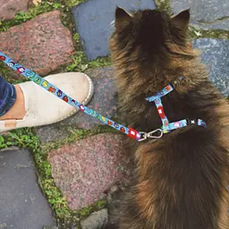 Набір для котів Шлея-повідець Max & Molly Harness Little Monsters 1 розмір  - мініатюра 2