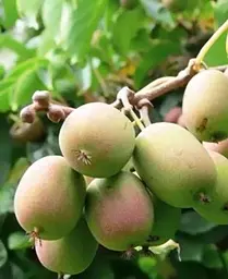 Саджанець Agro-Market Актинідія Асія самозапильна! (Міні-ківі, самоплодовий сорт, пізній термін дозрівання) (24252) 1 шт. в упаковці - мініатюра 3