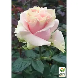 Троянда чайно-гібридна Agro-Market Сеньйорита саджанець класу АА+ вищий сорт 1 шт. в упаковці (181335) - мініатюра 3