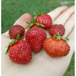 Саджанець Agro-Market Полуниця Спокуса 5шт (ремонтантний сорт один з кращих, ранній термін дозрівання) (44703) - мініатюра 8