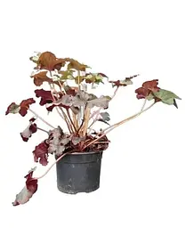 Гейхера Agro-Market Heuchera Black Taffeta С1 висота 15-30 см 1 саджанець в упаковці - мініатюра 2