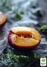 Саджанець Agro-Market Нектарин Супер Квін (лисий персик, літній сорт, ранній термін дозрівання) 1 шт. в упаковці (37420) - мініатюра 4