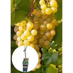 Саджанець Agro-Market LMTD Виноград Bianca (сортовий, укорінений) з Нідерландів 1 шт. в упаковці (153321) - мініатюра 2