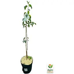 Саджанець Agro-Market Груша Киргизька вкорінена в контейнері (саджанець 2 роки) (101879) - мініатюра 3