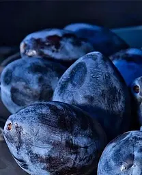 Саджанець Agro-Market Слива Геркулес (39957) 1 шт. в упаковці - мініатюра 2