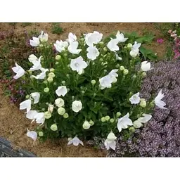 Цибулина Agro-Market Широкодзвоник (platycodon) Grandiflorus Albus (23578) 1 шт. - мініатюра 3