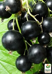 Саджанець Agro-Market Смородина чорна Вернісаж (середнього терміну дозрівання, високоврожайний сорт) 1 шт. в пакуванні (17532) - мініатюра 2