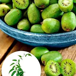 Саджанець Agro-Market Актинідія Коломікта (міні-ківі, морозостійкий сорт, пізній термін дозрівання) (44814) 1 шт. в упаковці - мініатюра 5