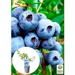 Саджанець Agro-Market Лохина Berkley (сортова, укорінена) висота 50-70 см (138494) 1 шт. - мініатюра 2