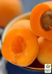 Саджанець Agro-Market Абрикос Шедевр (літній сорт, середній термін дозрівання) 1 шт. в упаковці (39861) - мініатюра 4