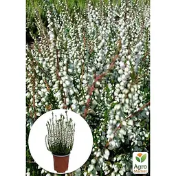Саджанець Agro-Market Верес звичайний Vivika (44277) 1 шт. в упаковці - мініатюра 2