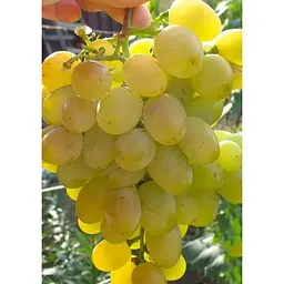 Саджанець Agro-Market Виноград Восторг (дуже ранній термін дозрівання, стійкий до хвороб і морозу) 1 шт. в упаковці (36293) - мініатюра 2