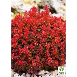 Саджанець Agro-Market Барбарис Тунберга Red Jewel P9 (182637) 1 шт. в упаковці - мініатюра 2