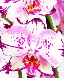 Саджанець Agro-Market Орхідея (Phalaenopsis) Magic Art (179694) 1 шт. в упаковці (кімнатний) - мініатюра 2
